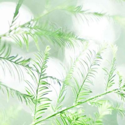 雷霆合击手游bt版下载